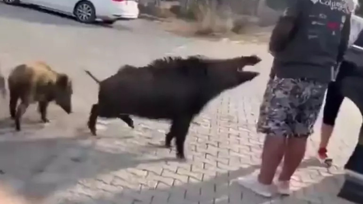 aydinda beslemeye calistigi yaban domuzu tatilcinin kolunu isirdi mmtRgCtr.jpg