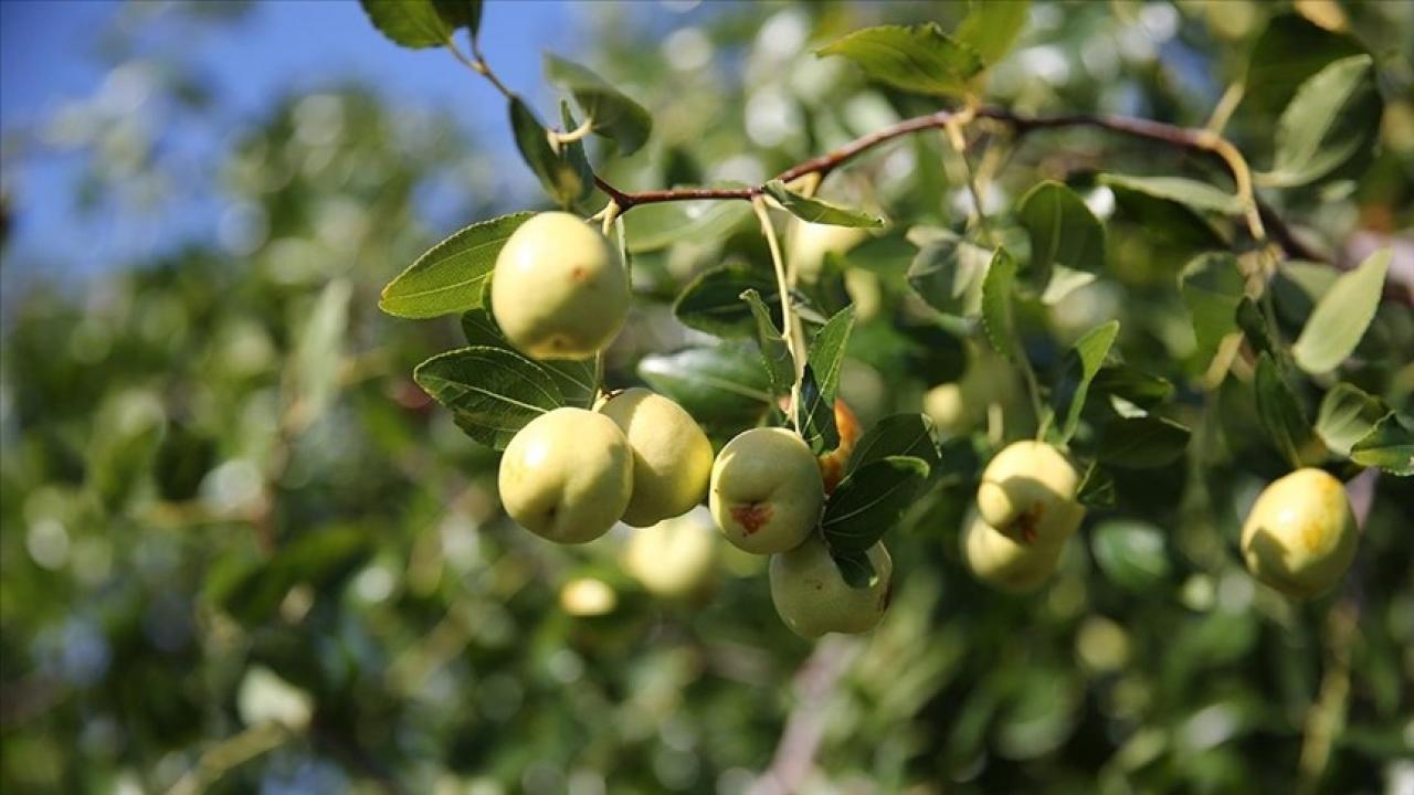 edirnede ciftciler kucuk arazilerini yuksek gelirli hunnap uretimiyle degerlendiriyor gcybpQit.jpg