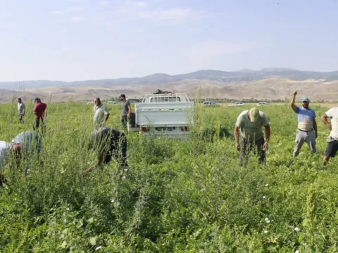 Aromasini karacadagin verimli topraklarindan aliyor tarlada 8 lira pazarda iki kati jwI1BhLI