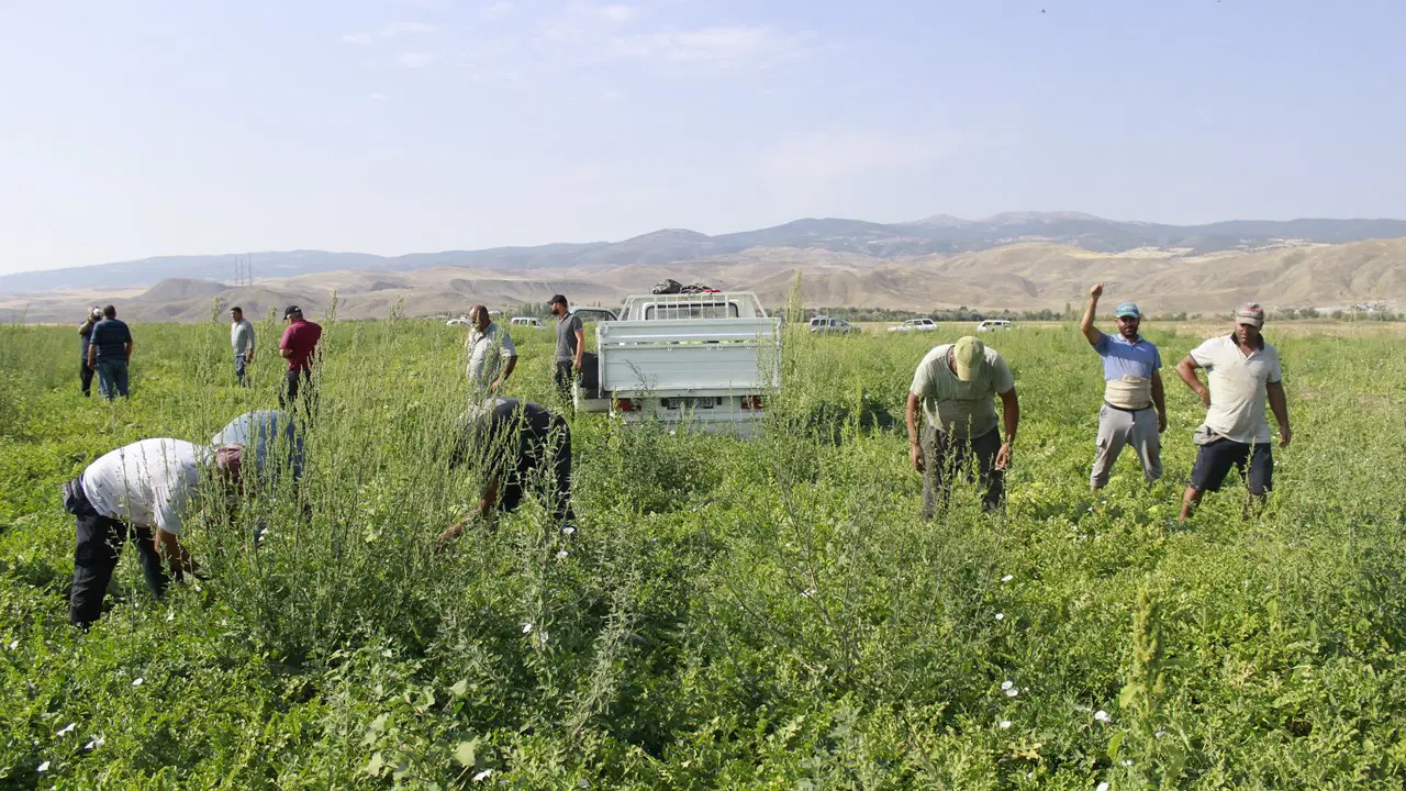Aromasini karacadagin verimli topraklarindan aliyor tarlada 8 lira pazarda iki kati jwI1BhLI